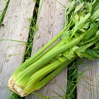 Celery